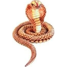 Dubi Kobra złota 280cm EDUKAMP