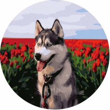Twoje Hobby Malowanie po numerach okrągłe - Husky tulipany 40