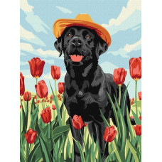 Norimpex Malowanie po numerach - Uroczy labrador 30x40cm