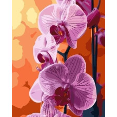 Norimpex Malowanie po numerach - Orchidea 40x50cm