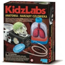4M Anatomia narządy człowieka - 3374