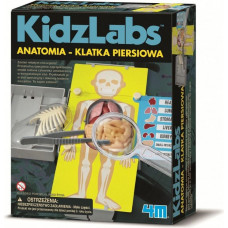 4M Anatomia klatka piersiowa - 3373