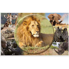 Herma HERMA Schreibunterlage Afrika Tiere 55x35 3 Stück
